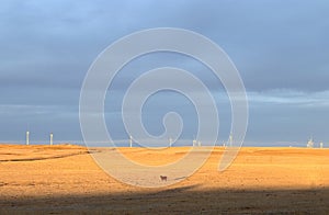 Farmland with a cow grazing on meadows and view of huge wind turbines windmill in background.