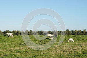 Farmland with cows in Netherlands