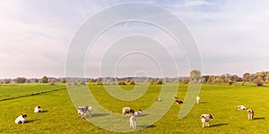 Farmland with cows in the province of Gelderland