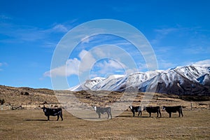 Farmland with cows and snow mountain on background in south island, New Zealand