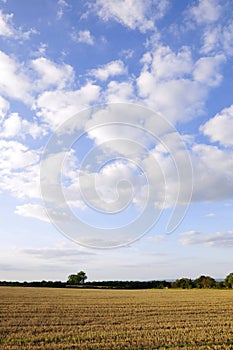 Farmland Crops