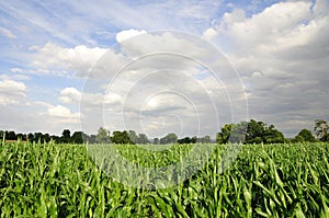 Farmland Crops