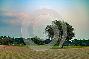 Farmland day scene, with a central tree