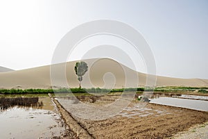 Farmland in desert