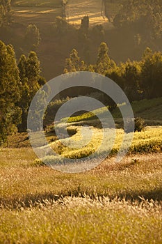 Farmland in Ethiopia