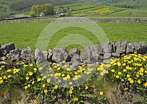 Farmland field dry stone wall