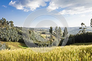 Farmland and forest in Ethiopia