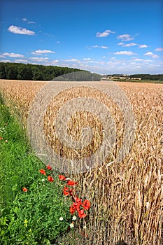 Farmland in Germany