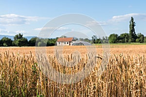 Farmland with golden wheat fields and farm house in the distance