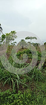 Farmland grasses plant trees hill sky atmosphere