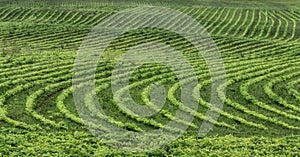 Farmland green field curves design