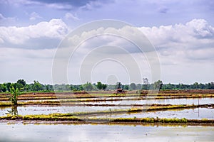 Farmland That has already sown rice