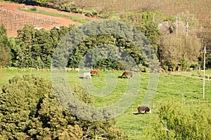 Farmland with Horses and Cow