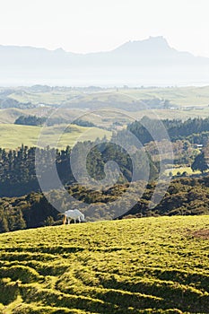 Farmland with horses in New Zealand