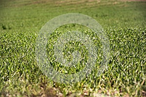 Farmland and industries background. Sprouts of wheat at crops