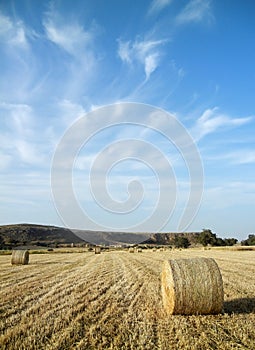 Farmland landscape