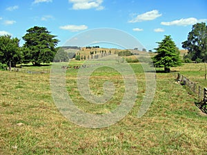 Farmland with meadow, fence, trees, hills and cows in summer in Waikato, New Zealand