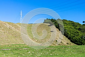 Farmland And Native New Zealand Bush