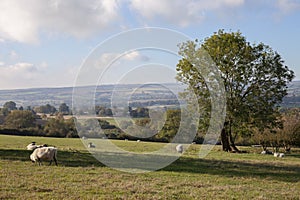 Farmland near Hidcote Bartrim, Cotswolds, England