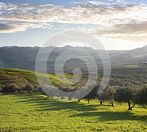 Zemědělská půda olivový stromy na západ slunce 