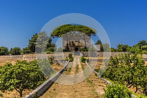 Farmland with olive trees and Umbrella trees near Ostuni, Puglia, Italy