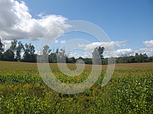 Farmland in Oxford County photo