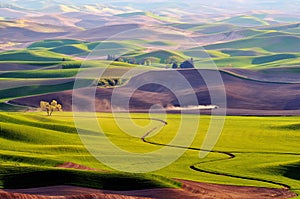 Farmland in Palouse Washington