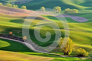 Farmland in Palouse Washington