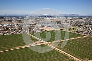 Farmland Phoenix