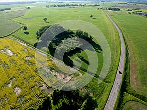 Farmland rapeseed field with tractor tracks and road, aerial view