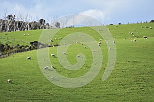 Farmland in regional park near Auckland