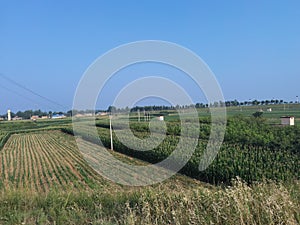 farmland Scenery of Weihe River embankment and dam in rural rural areas of Shaanxi