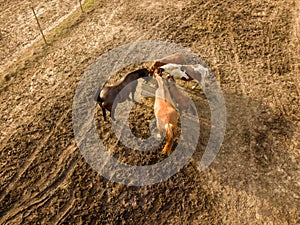 Aerial view from the drone of farm horses grazing and walking on a summer day