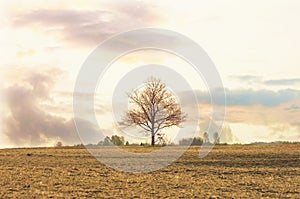 Farmland in spring evening and a big tree without leaf