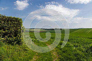 Farmland in Sussex on a sunny spring day, with a patway leading around the fields