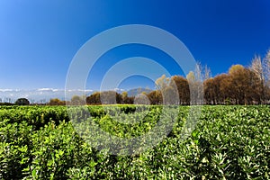 The farmland under the snowy mountain,