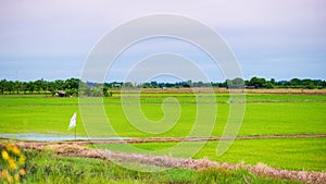 Farmland Which has a beautiful green rice