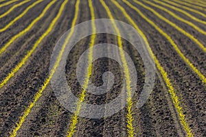 Farmland with young corn sprouts