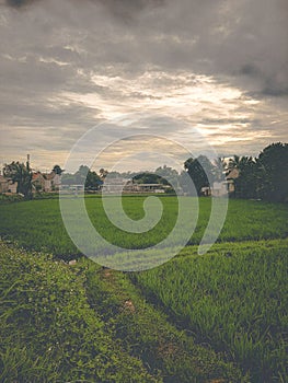 The Farmland â€¢ Ricefield â€¢ Paddyfield â€¢ Sawah â€¢ Indonesia