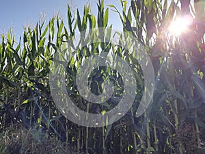 Farmlands corn ripening in the sunshine photo