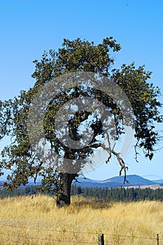 Farmlands, Goldendale, WA