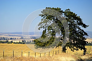 Farmlands, Goldendale, WA