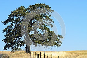 Farmlands, Goldendale, WA