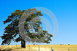 Farmlands, Goldendale, WA