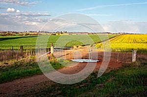 Farmlands growing crops in Cowra