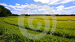 Farmlandscape with bright green vegetation