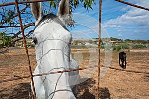 Farmlife and horses during a pasture.