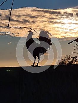 Farmlife rooster sunset