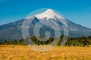 Farms with cows at the foots of Osorno Volcano on the shores of Lake LLanquihue photo