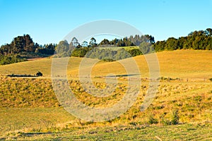 Farms in Puerto Octay at the shores of Lake Llanquihue photo